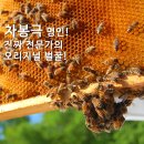 차봉극 벌꿀 네이버블로그