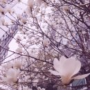 삼주메타 이미지