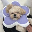 시오멍 이미지