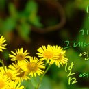 조가네 Daum카페