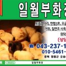 일월부화장 이미지