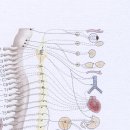 척추와 오장육부와의 관계 이미지