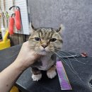 은밀하개위대하개 이미지