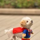 귀여운 강아지 이미지