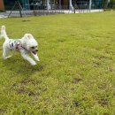 선샤인 반려견 유치원 이미지