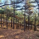 황송공원 이미지