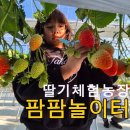 발산농장 | 용인 팜팜놀이터 딸기체험농장 가격 놀이시설 총정리 아이랑 가볼만한곳