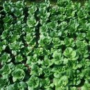 도량초등 병설 이미지