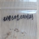 카페 리빙스턴