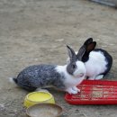 별캠키즈풀빌라 이미지