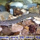 어류도감 이미지