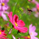 꽃 음악회 이미지