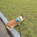 대부도치엘로풀빌라 이미지