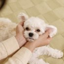대전광역시 동물보호센터 부속동물병원 | 서울 유기견보호소 이용 전 꼭 알아야 할 핵심 정보