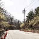 이천산수유마을 이미지
