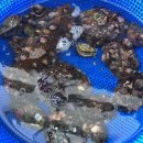부산항횟집 - 원주시 송림길 50 | 부산항횟집