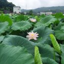 홍련마을