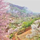 4월12일 힐링출사금산홍도화&산벗꽃 몽환적 별천지가 펼쳐지는 무릉도원 인생샷 이미지