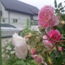 송산4리 이미지