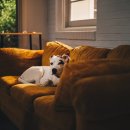 샤인동물메디컬센터 이미지