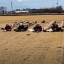 고북농장 이미지