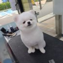 와와리 애견미용 이미지