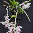 Dendrobium Hsinying Sweetscent(semi-alba)덴드로비움 싱잉 스위트 (쎄미-알바 ) 이미지