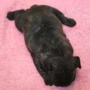 단디프렌치 이미지