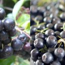 천사의 선물 이미지