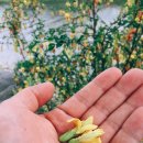 오봉1천 이미지