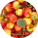 경주 체리 이미지