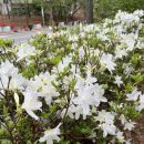 감성 붓펜 캘리그라피 이미지