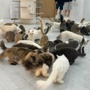 냥냥이네 | 냥냥이 천국 앨리웨이 부타캣 방문후기 소소한 일상