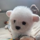 태원켄넬 이미지