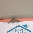평양칼국수 이미지