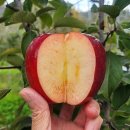 산골복숭아농장 | 속까지 붉은 사과, 피치애플 엔부사과 vs 문루즈사과! 어떤 게 더 맛있을까?