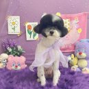 뉴데이 반려견 미용실 | [내돈내산] 🐶뉴데이 반려견 미용실 추천!!! 믿고 맡길 수 있는곳!! 푸들가위컷