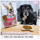 (주)디에스엠 뉴트리션 코리아 | 대형견 사료 중 기호성 좋은 힐스 어덜트 연어 강아지 사료 추천하는 이유