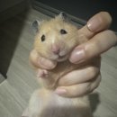 금쪽금쪽금쪽반려동물병원 이미지