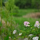 팽성대교길 이미지