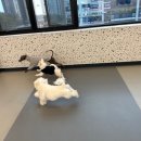 도그베이 동탄호수공원점 이미지