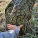 해송 농장 이미지