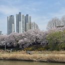 청주민속예술제 - 음악 공연 | 2026 청주예술제 후기: 무심천에서 즐기는 도심형 문화축제와 봄꽃 나들이