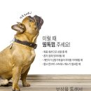 야옹아멍멍해봐 장유점 이미지