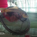 매일낚시터 이미지