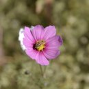 핑크파크 이미지