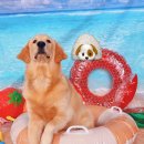 도그베이 오산점 이미지