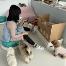 하오하개 이미지