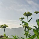 백일홍 - 안산시 단원구 부흥로 235 | 백일홍