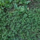 건강한 약초 이미지